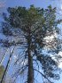 Click to enlarge Lake Bemidji State Park, Minnesota, United States.