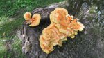 Click to enlarge Lake Carlos State Park, Minnesota, United States. Some orange mushrooms growing on a tree.