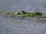 Mille Lacs Kathio State Park, Minnesota, United States. A bird hanging out on some lily pads.