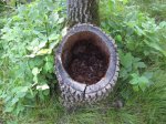 Mille Lacs Kathio State Park, Minnesota, United States. Hollow part of a tree. Any animals living in there?