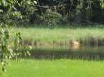 Mille Lacs Kathio State Park, Minnesota, United States. Deer getting a drink of water.