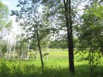 Mille Lacs Kathio State Park, Minnesota, United States. Some birch trees out in a clearing.