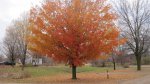 Myre - Big Island State Park, Minnesota, United States. Gorgeous orange maple tree.