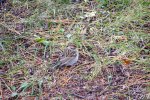 St. Croix State Park, Minnesota, United States. A little bird.