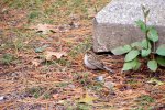 Click to enlarge St. Croix State Park, Minnesota, United States. A little bird.