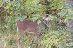 St. Croix State Park, Minnesota, United States. White tailed deer.