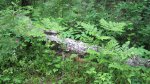 Click to enlarge Scenic State Park, Minnesota, United States.