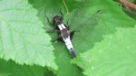 Click to enlarge Scenic State Park, Minnesota, United States. Dragonfly.