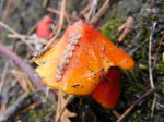 Click to enlarge Scenic State Park, Minnesota, United States. Orange mushroom.