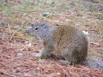 Click to enlarge Scenic State Park, Minnesota, United States. Red squirrel.