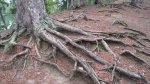 Click to enlarge Scenic State Park, Minnesota, United States. Some neat tree roots.