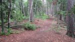 Click to enlarge Scenic State Park, Minnesota, United States. Trail in the woods.