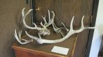 Antlers and horns inside the interpretive center.