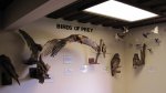 Birds of prey display inside the interpretive center.