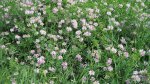 Flowers.