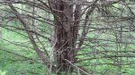 Interesting tree.