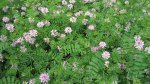 Pink flowers.