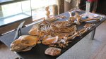 Click to enlarge Wild River State Park, Minnesota, United States. A bear skeleton at McElroy Visitor Center.