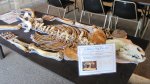 Click to enlarge Wild River State Park, Minnesota, United States. A bear skeleton at McElroy Visitor Center.