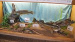 Click to enlarge Wild River State Park, Minnesota, United States. Fish exhibit at McElroy Visitor Center. These fish are in the St. Croix river.