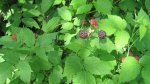 Click to enlarge Wild River State Park, Minnesota, United States. Wild raspberries! These were all along the trail which made for a nice snack as we hiked.