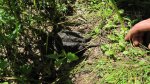 Click to enlarge Wild River State Park, Minnesota, United States. On the hiking trail we ran into this little guy. It was a cute snapping turtle.