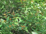 Click to enlarge Wild River State Park, Minnesota, United States. Some orange berries.