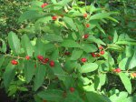 Click to enlarge Wild River State Park, Minnesota, United States. Some red berries.