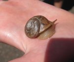 Click to enlarge Wild River State Park, Minnesota, United States. We found this little snail on the trail.