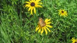 Click to enlarge Wild River State Park, Minnesota, United States. Yellow flowers and butterfly.