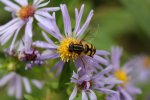 Click to enlarge Boundary Waters Canoe Area, Minnesota, United States. A bee on some lavender flowers.