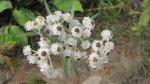 Click to enlarge Boundary Waters Canoe Area, Minnesota, United States. White flowers.
