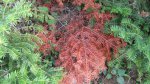 Click to enlarge Boundary Waters Canoe Area, Minnesota, United States.