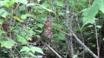 Click to enlarge Boundary Waters Canoe Area, Minnesota, United States. Grouse bird