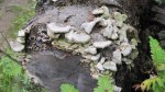 Click to enlarge Boundary Waters Canoe Area, Minnesota, United States. mushrooms on an old log