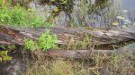 Click to enlarge Boundary Waters Canoe Area, Minnesota, United States.
