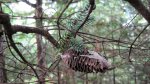 Click to enlarge Boundary Waters Canoe Area, Minnesota, United States.