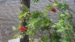 Click to enlarge Boundary Waters Canoe Area, Minnesota, United States.