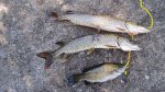 Click to enlarge Boundary Waters Canoe Area, Minnesota, United States. we caught some fish! Northern pike