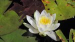 Click to enlarge Boundary Waters Canoe Area, Minnesota, United States. water lily