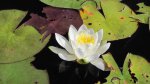 Click to enlarge Boundary Waters Canoe Area, Minnesota, United States. water lily