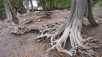 Click to enlarge Gooseberry Falls State Park, Minnesota, United States. Some neat tree roots.