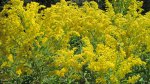 Click to enlarge Gooseberry Falls State Park, Minnesota, United States. Yellow flowers.