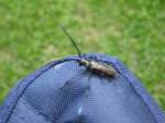 Click to enlarge Forestville/Mystery Cave State Park, Minnesota, United States. Not sure what this was but they were fairly common and would fly by your face or land on you!