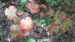 Click to enlarge Banning State Park, Minnesota, United States. Leaves.