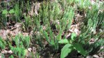 Click to enlarge Banning State Park, Minnesota, United States. Some plants along the trail.