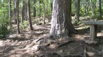 Banning State Park, Minnesota, United States. Some tree roots along the path.