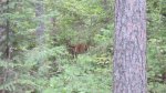 Click to enlarge Bear Head Lake State Park, Minnesota, United States. White tailed deer!
