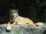 Click to enlarge Bear Head Lake State Park, Minnesota, United States. Wolf Center in Ely