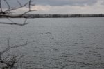 Big Stone Lake State Park, Minnesota, United States. The ducks like the lake.